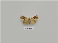 藏品(夜蛾614)的圖片